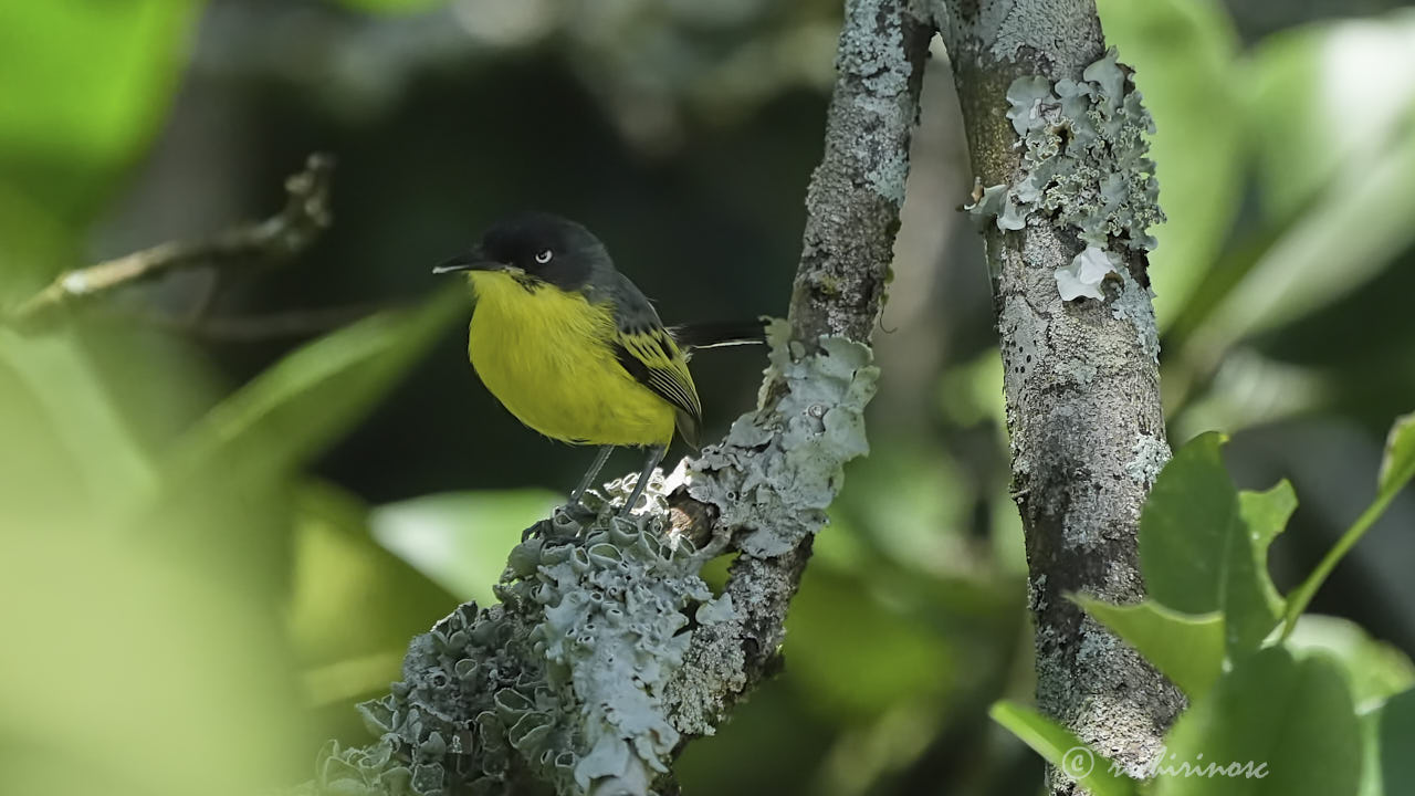 Common tody-flycatcher