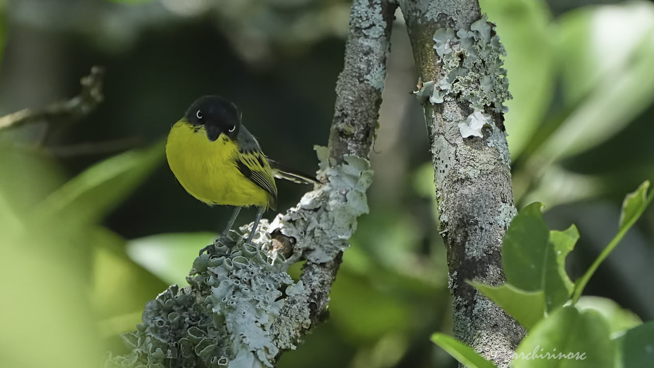 Common tody-flycatcher