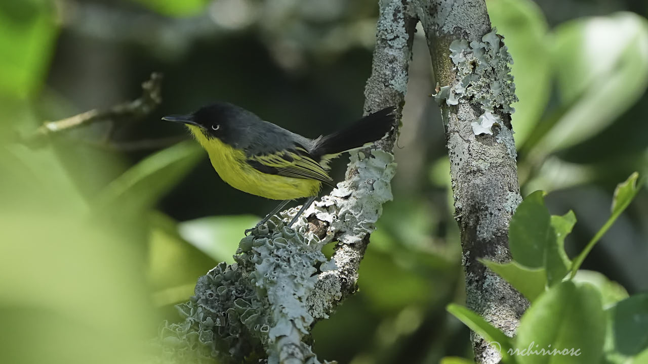 Common tody-flycatcher
