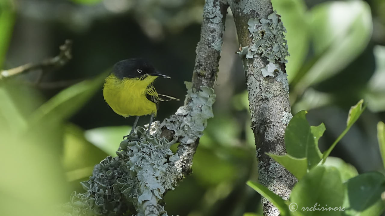 Common tody-flycatcher