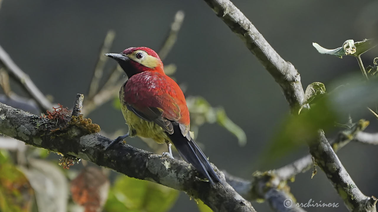 Crimson-mantled woodpecker