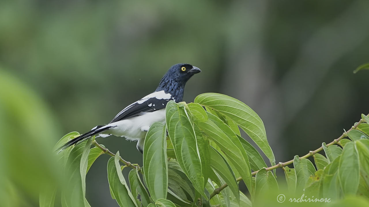 Magpie tanager