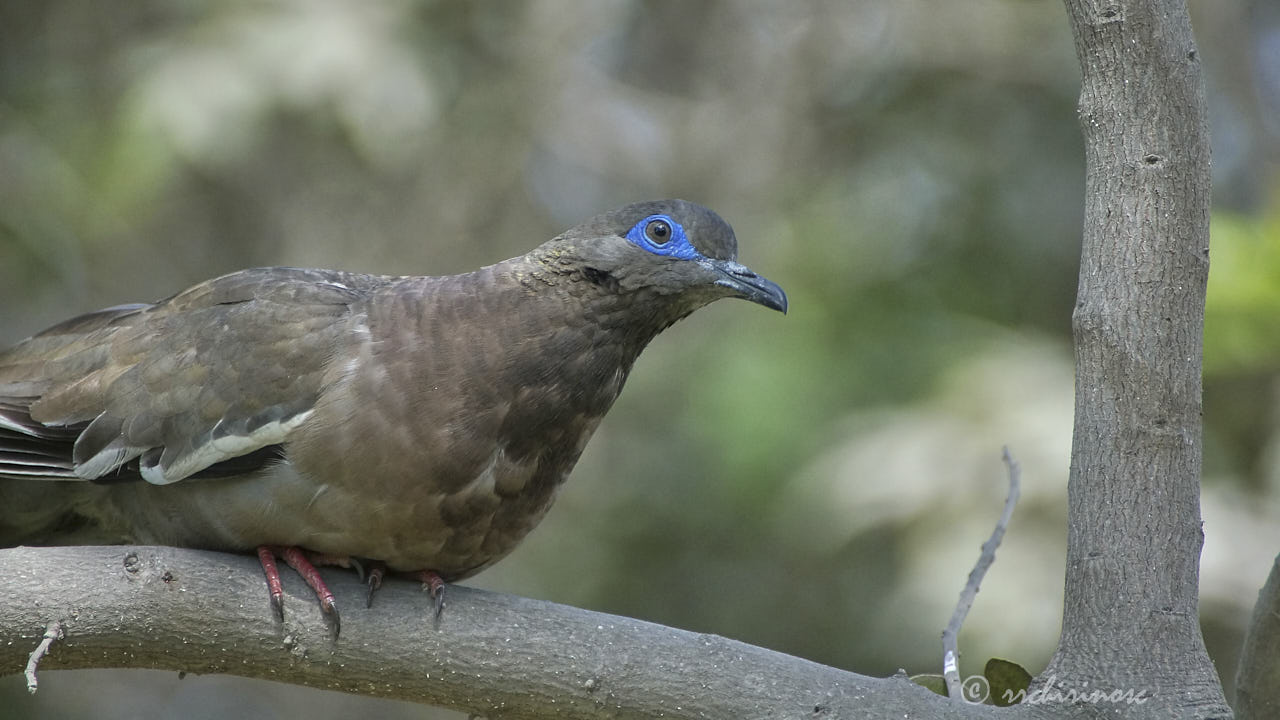 West-peruvian dove