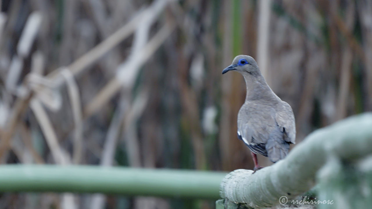 West-peruvian dove