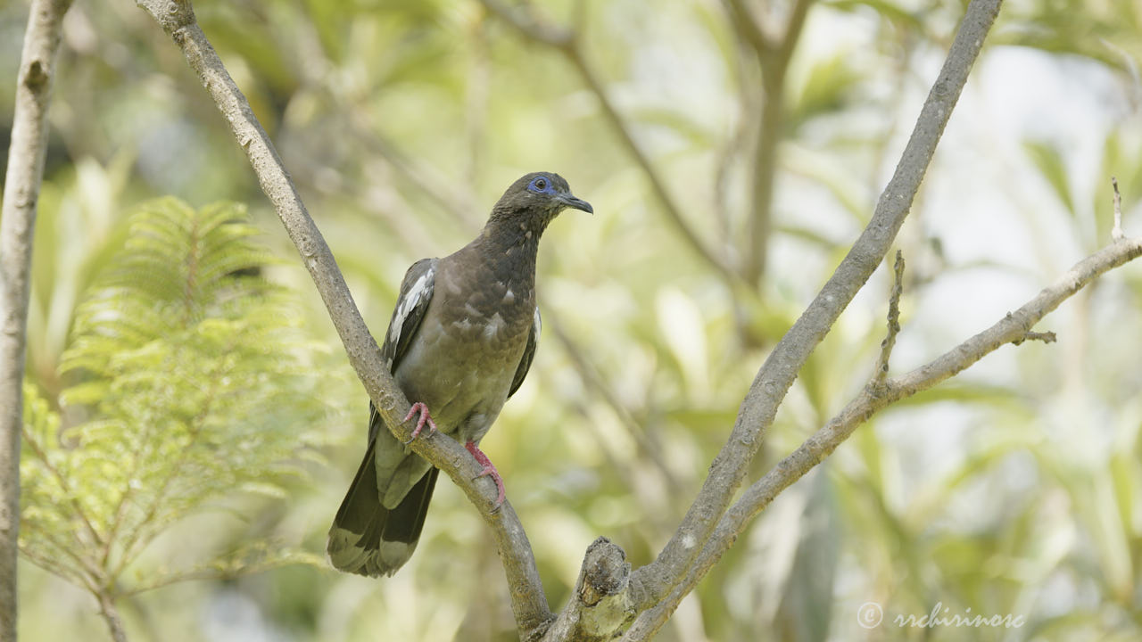 West-peruvian dove
