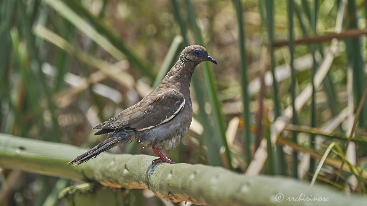 West-peruvian dove