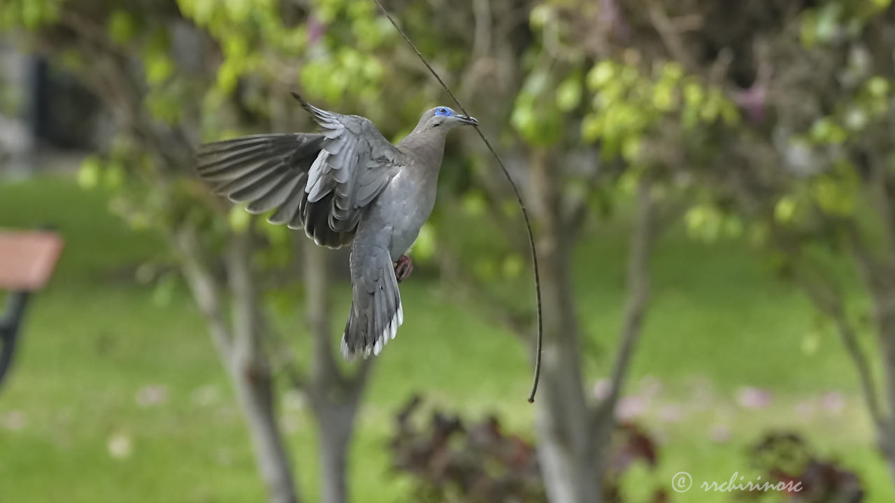 West-peruvian dove