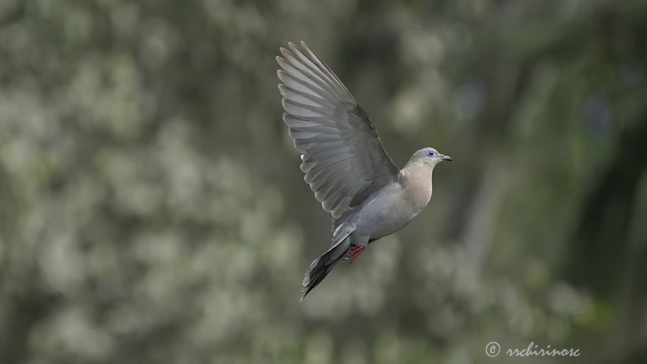 West-peruvian dove
