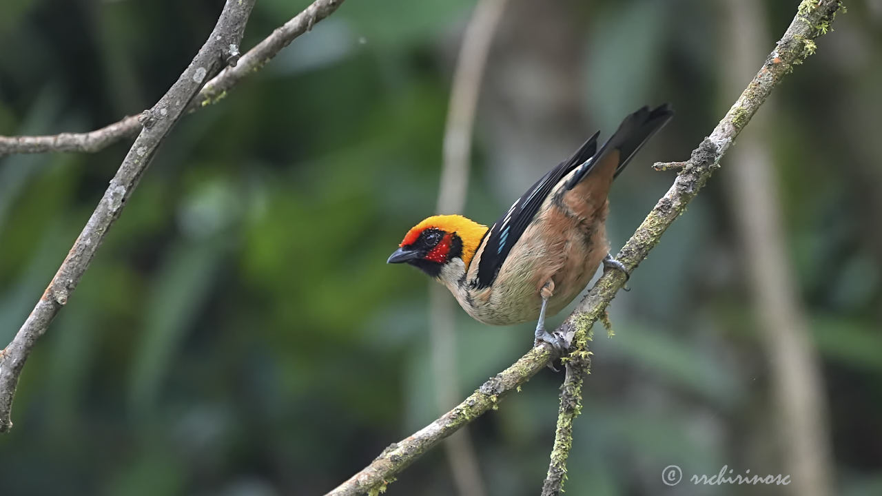 Flame-faced tanager