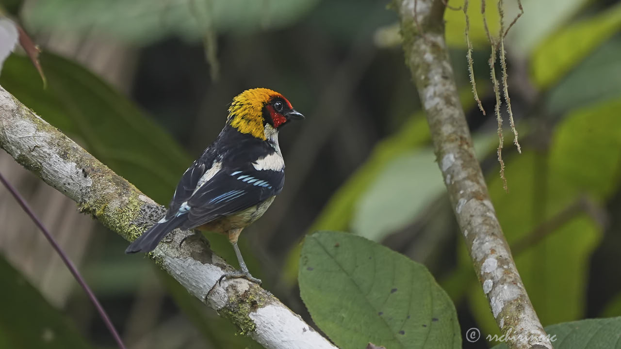 Flame-faced tanager