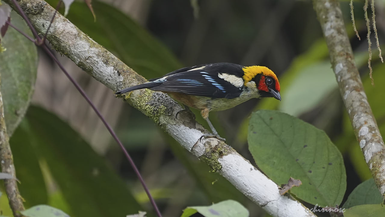 Flame-faced tanager
