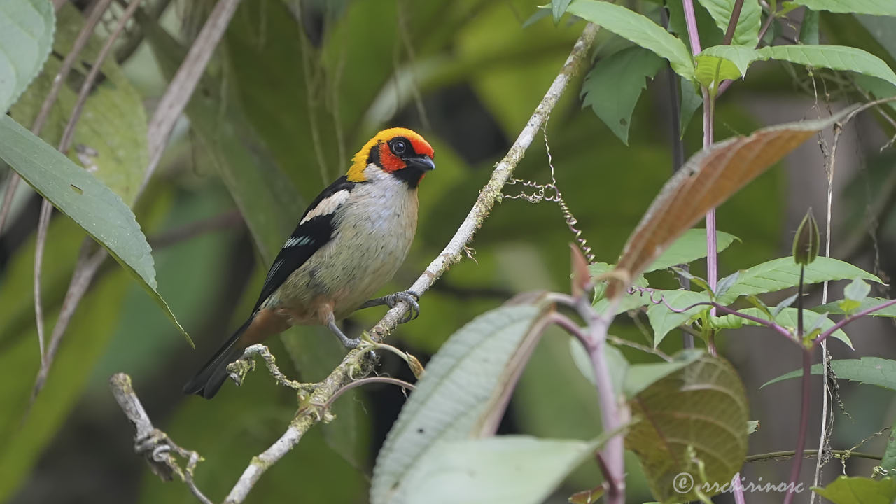 Flame-faced tanager