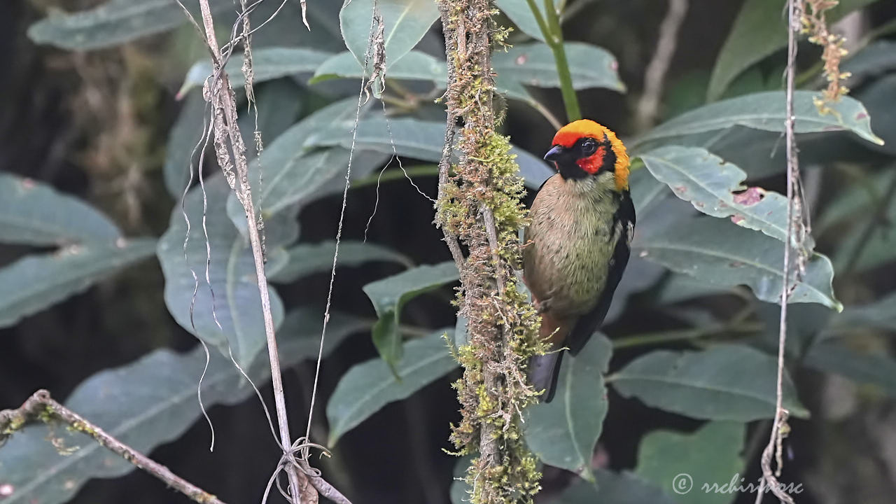 Flame-faced tanager