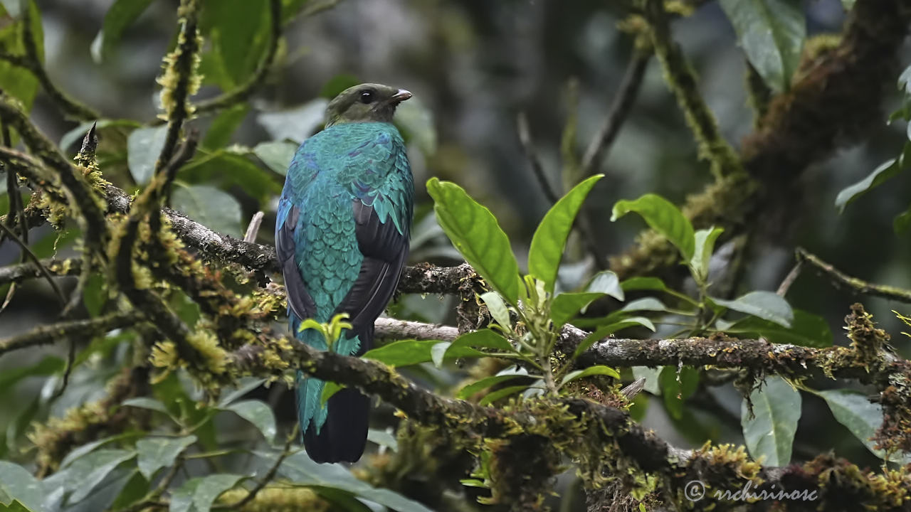 Golden-headed quetzal