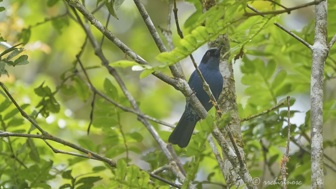 Masked flowerpiercer