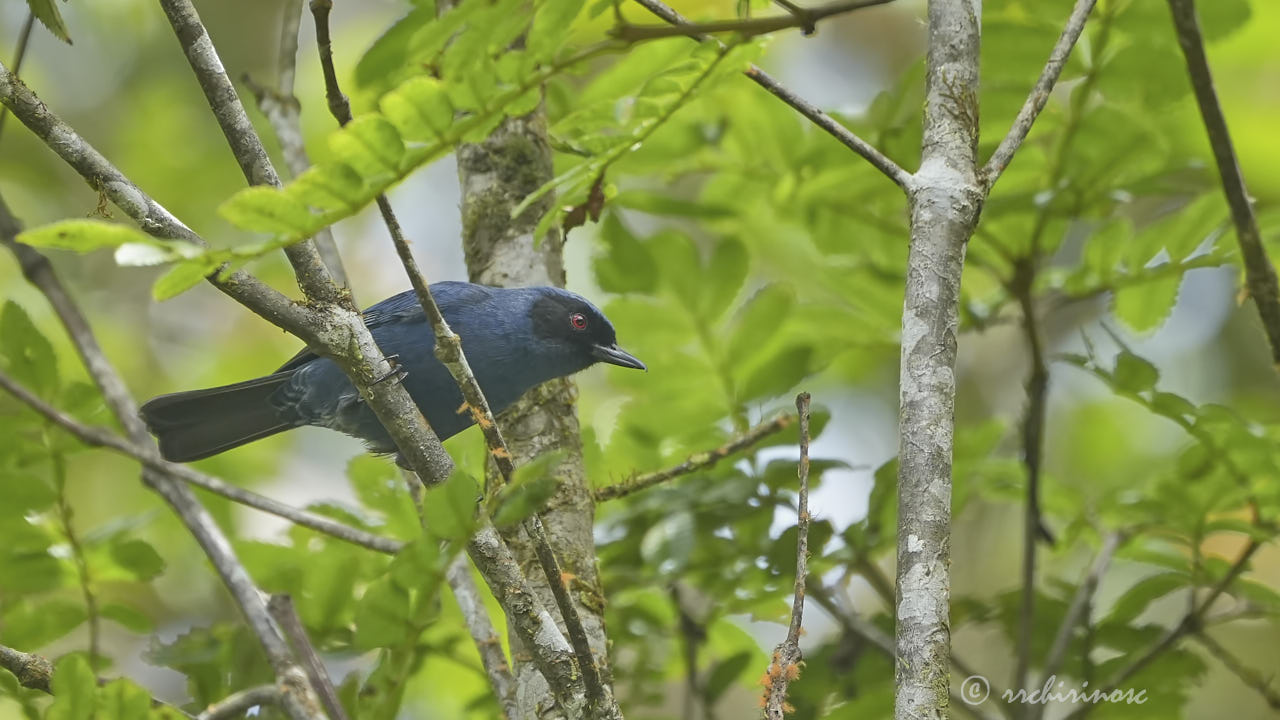 Masked flowerpiercer