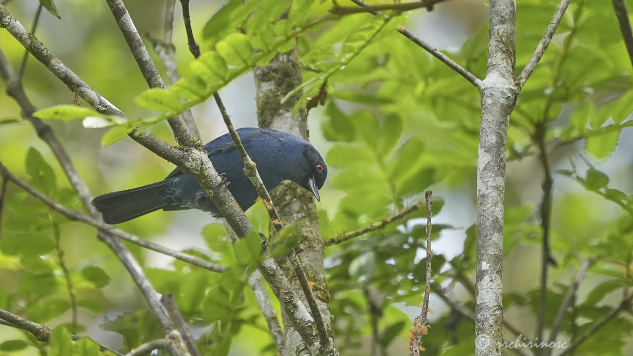 Masked flowerpiercer