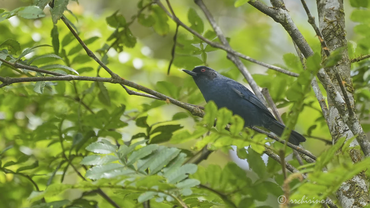 Masked flowerpiercer