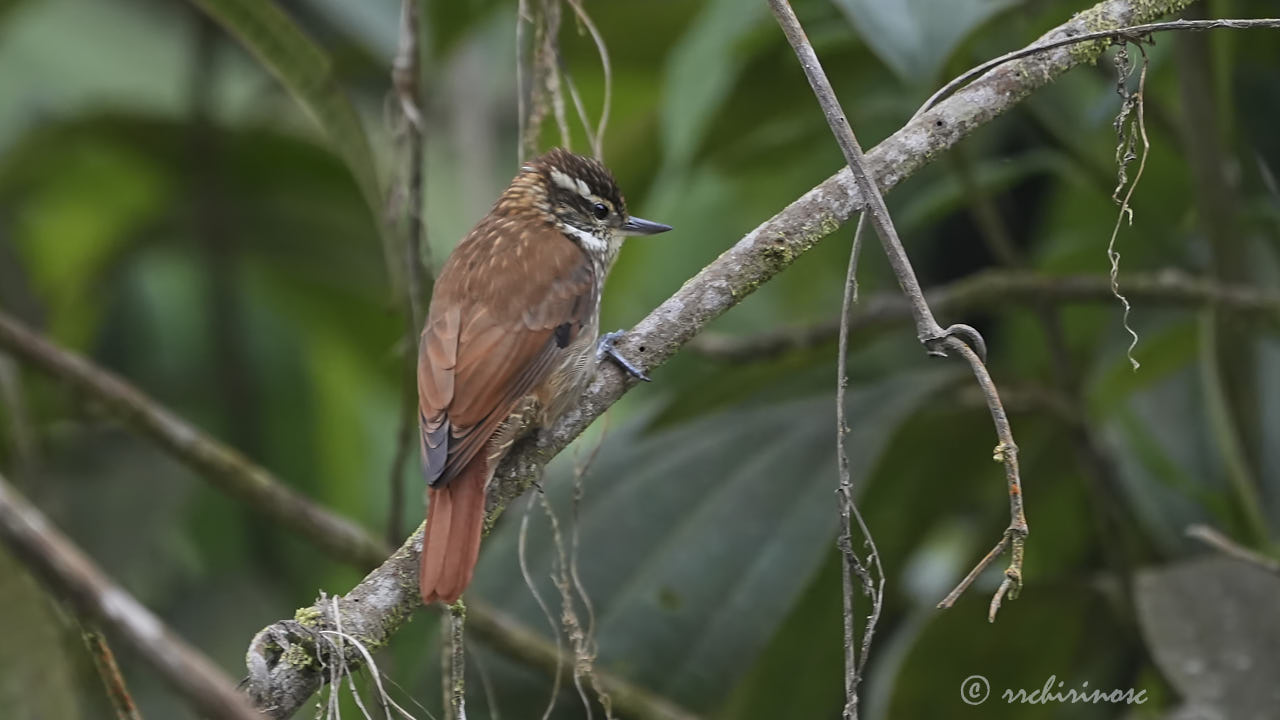 Streaked xenops