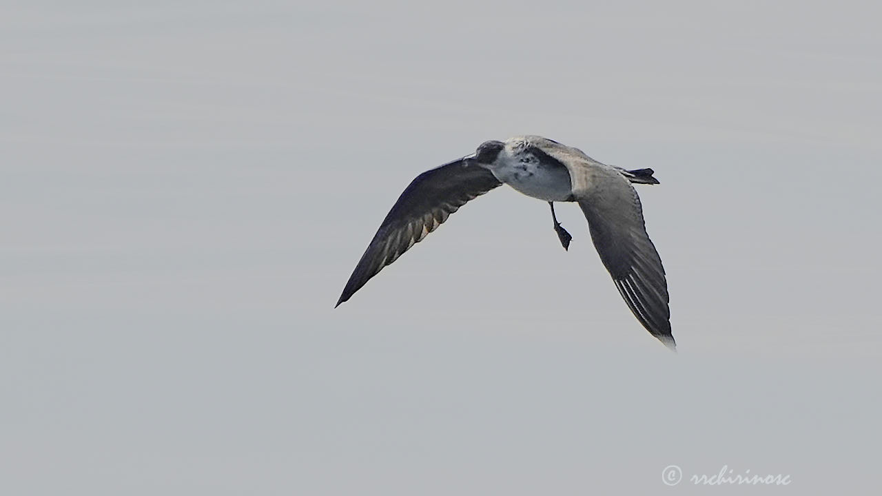 Pomarine jaeger