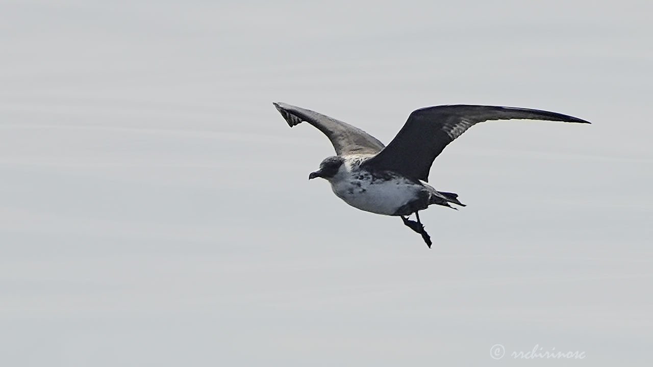 Pomarine jaeger