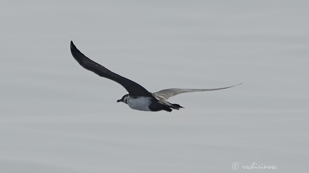 Pomarine jaeger