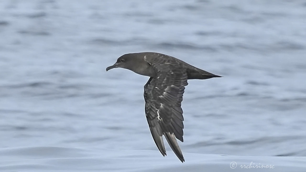 Sooty shearwater
