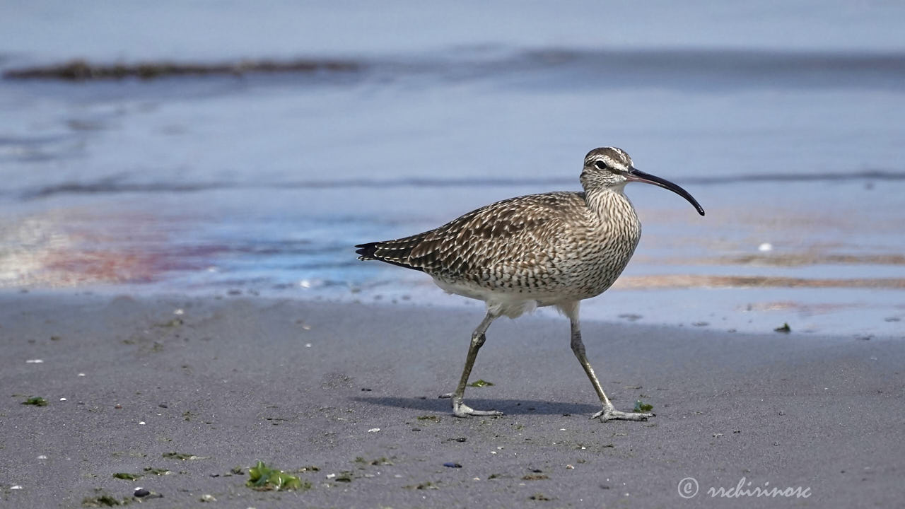 Hudsonian whimbrel