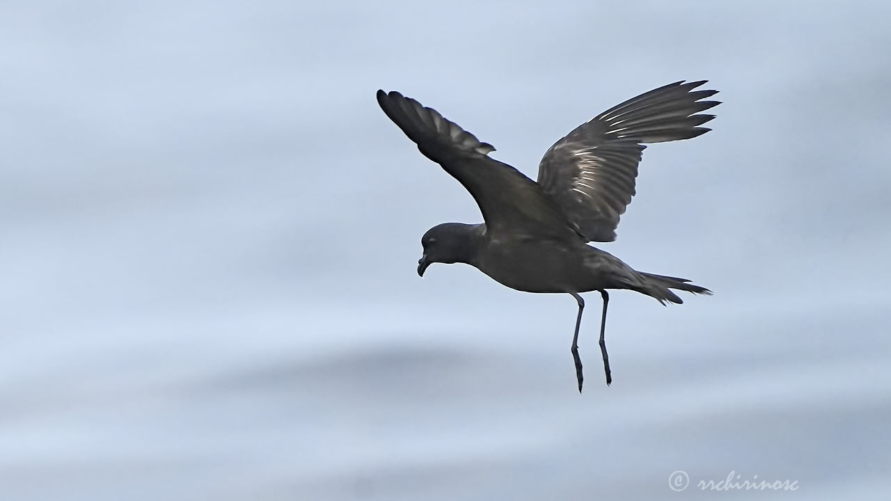 Black storm petrel