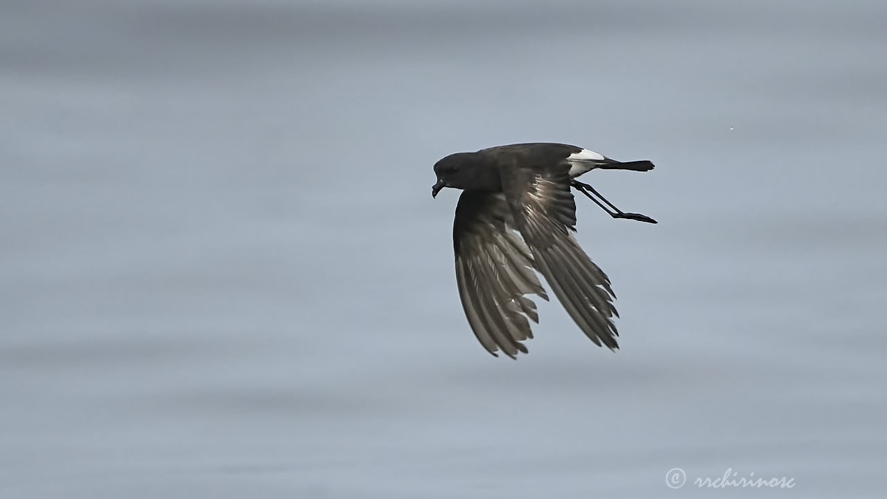 Elliot's storm petrel