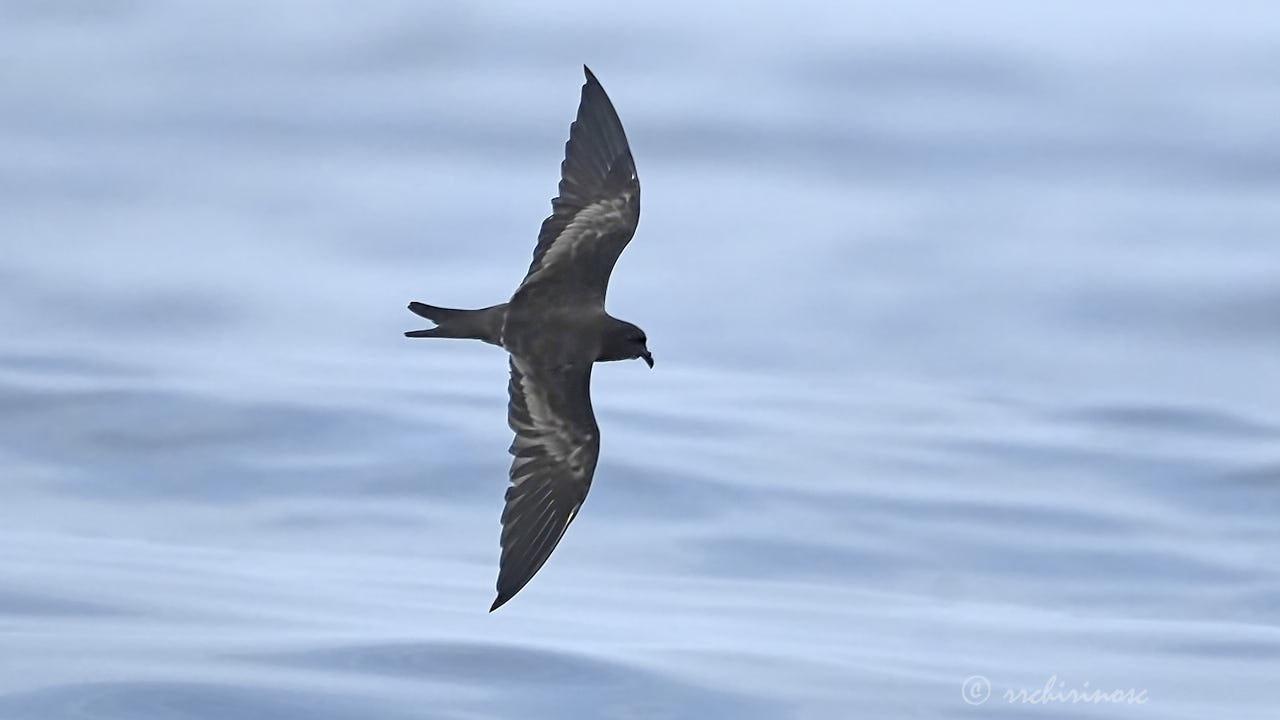 Markham's storm petrel