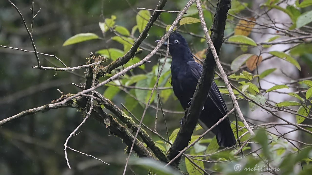 Amazonian umbrellabird
