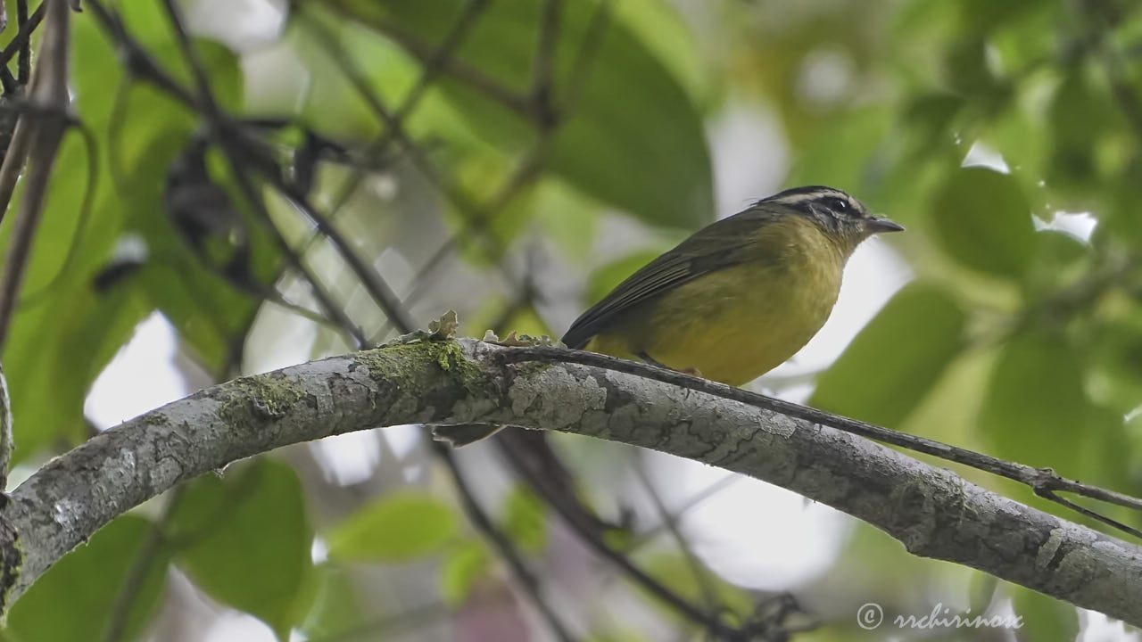 Three-striped warbler