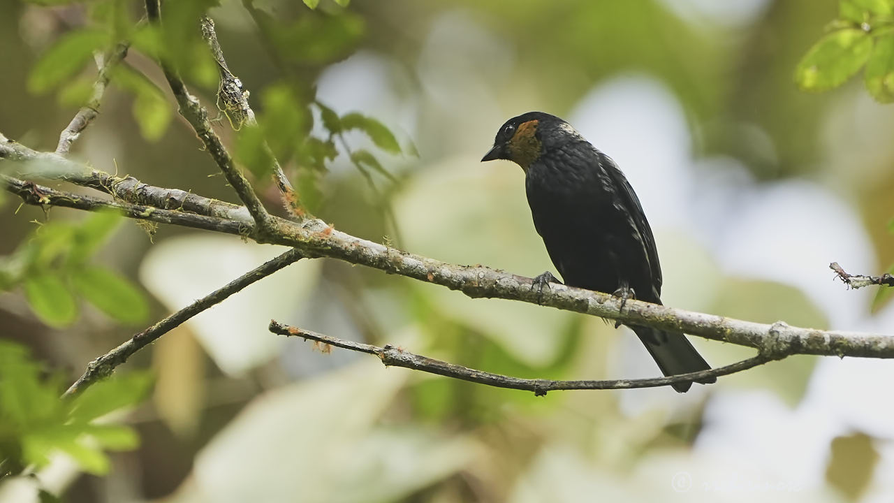 Silvery tanager