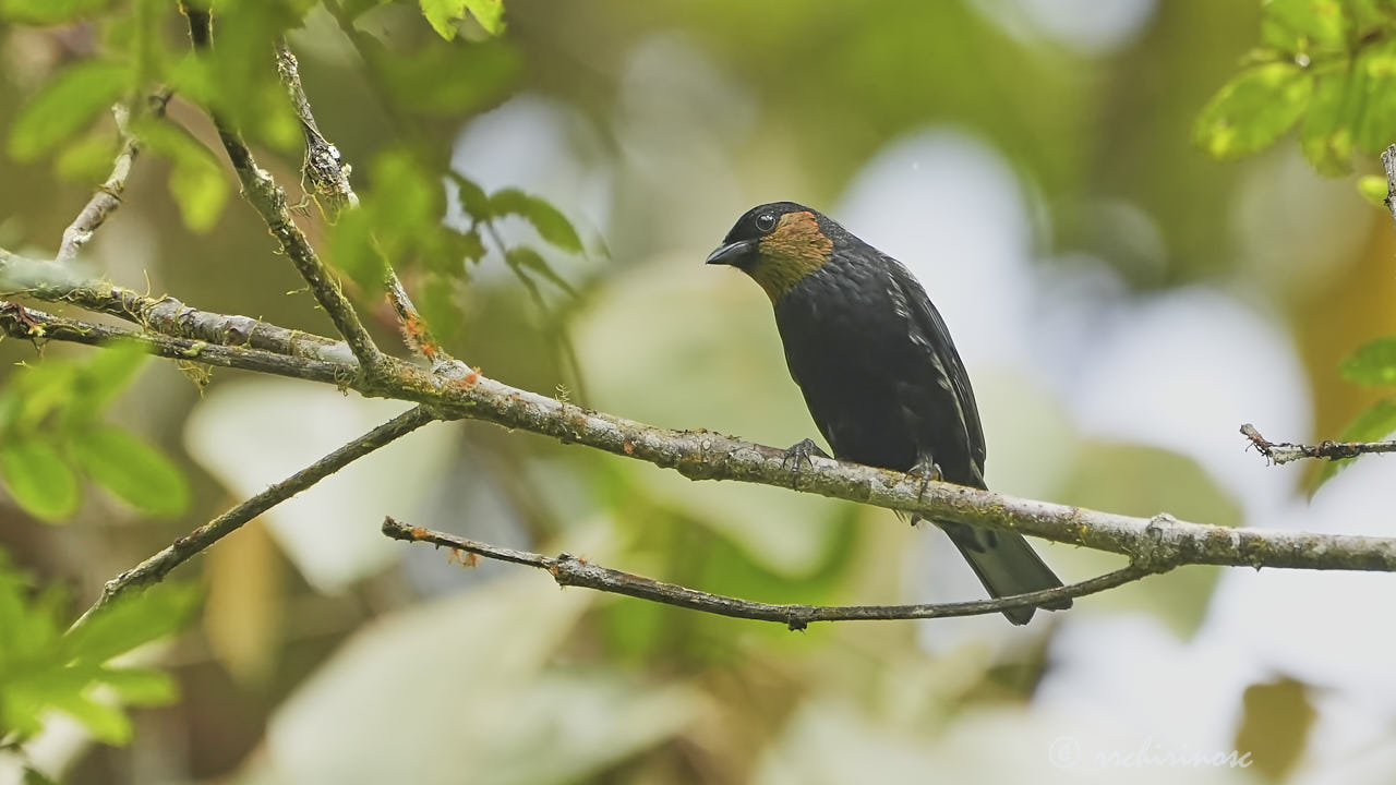 Silvery tanager