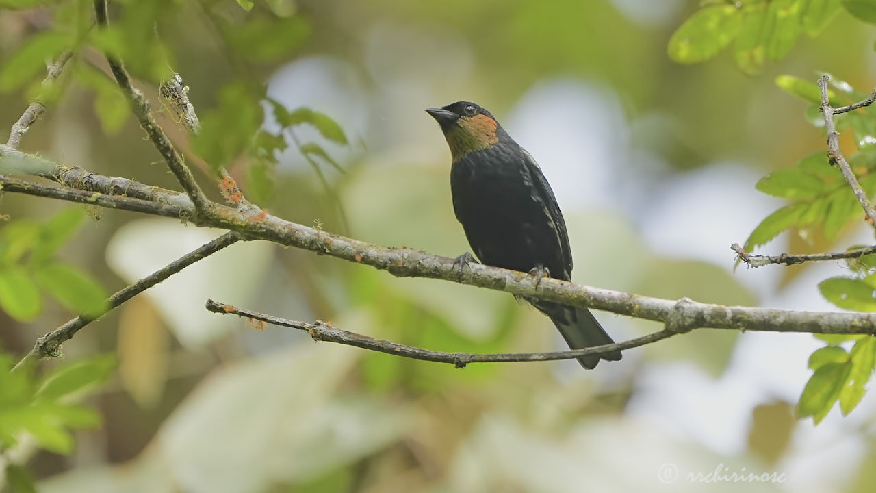 Silvery tanager