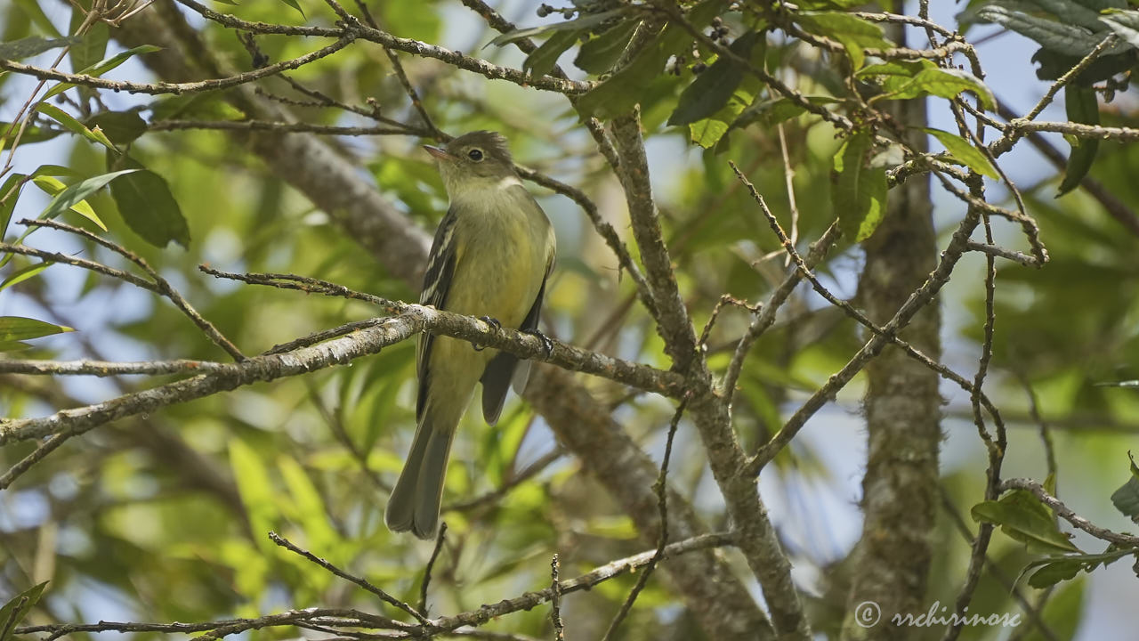 Sierran elaenia
