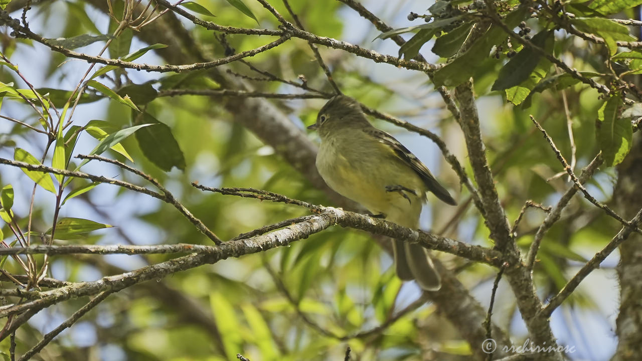 Sierran elaenia