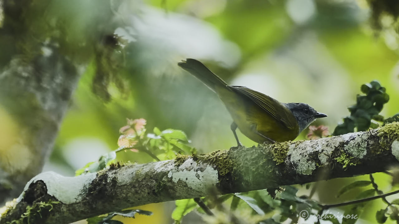 Russet-crowned warbler