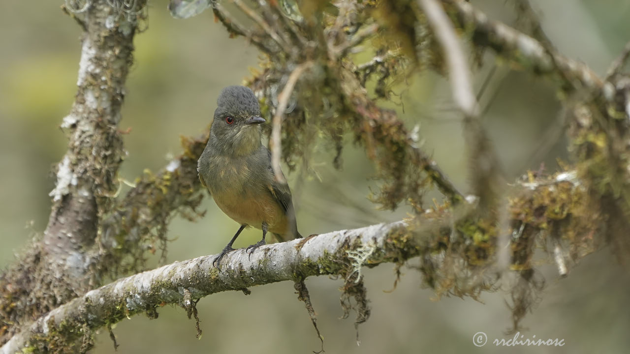 Rufous-tailed tyrant