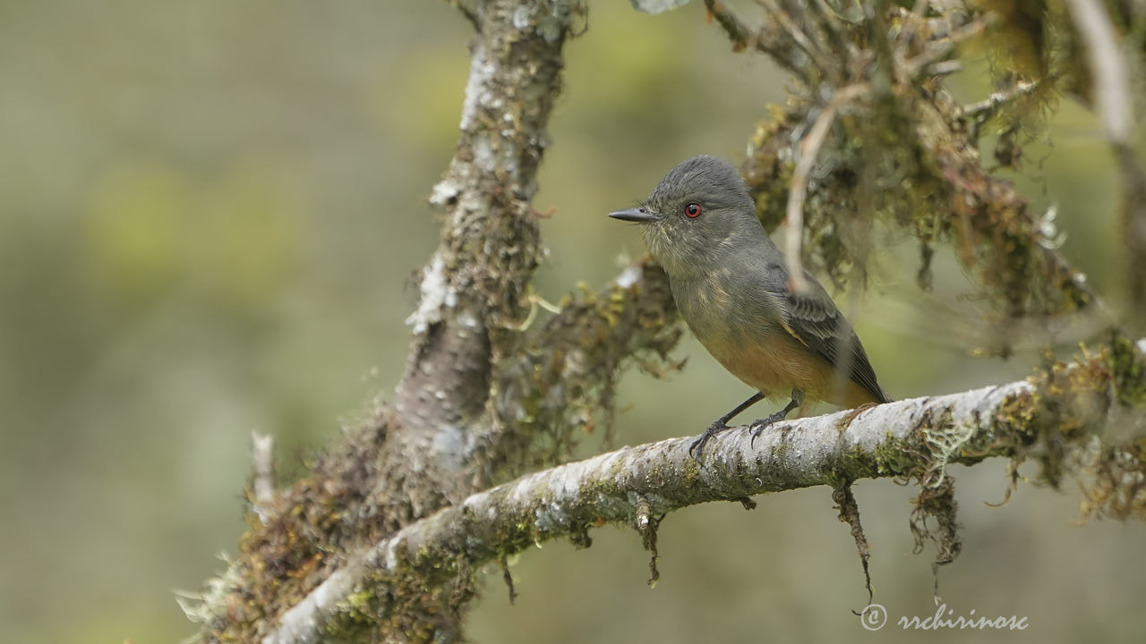 Rufous-tailed tyrant