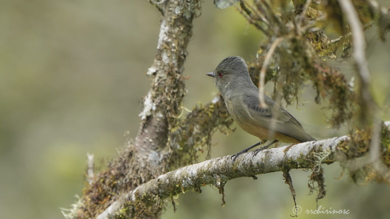 Rufous-tailed tyrant