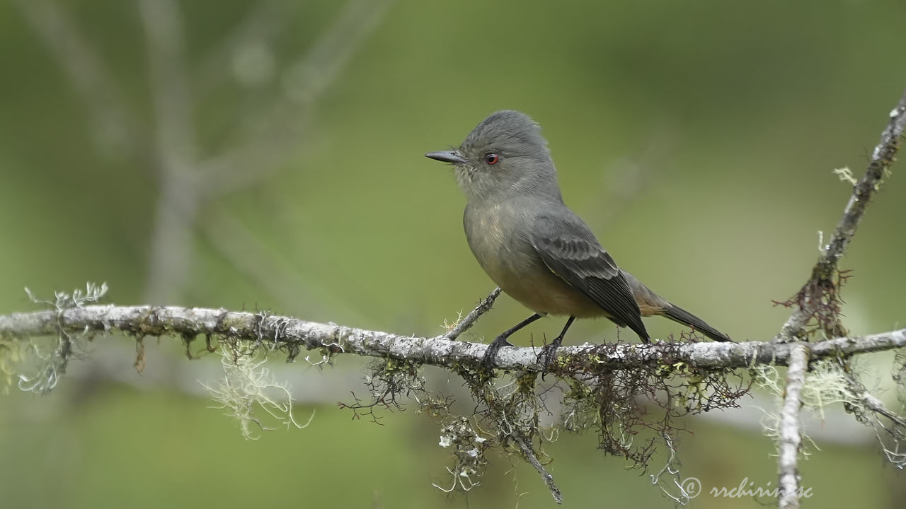 Rufous-tailed tyrant