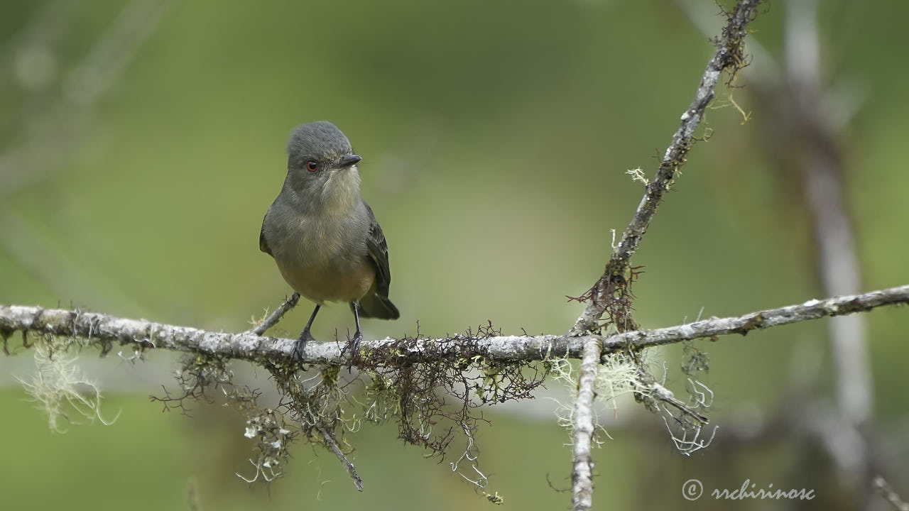 Rufous-tailed tyrant