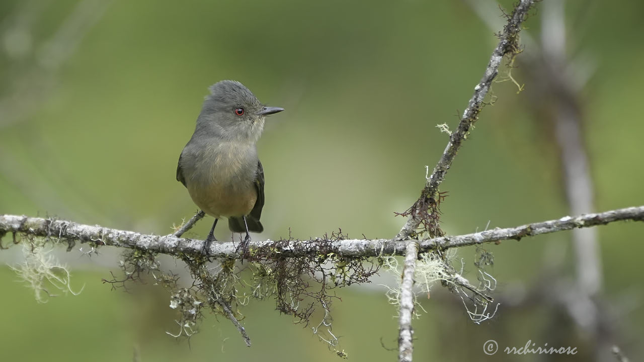 Rufous-tailed tyrant
