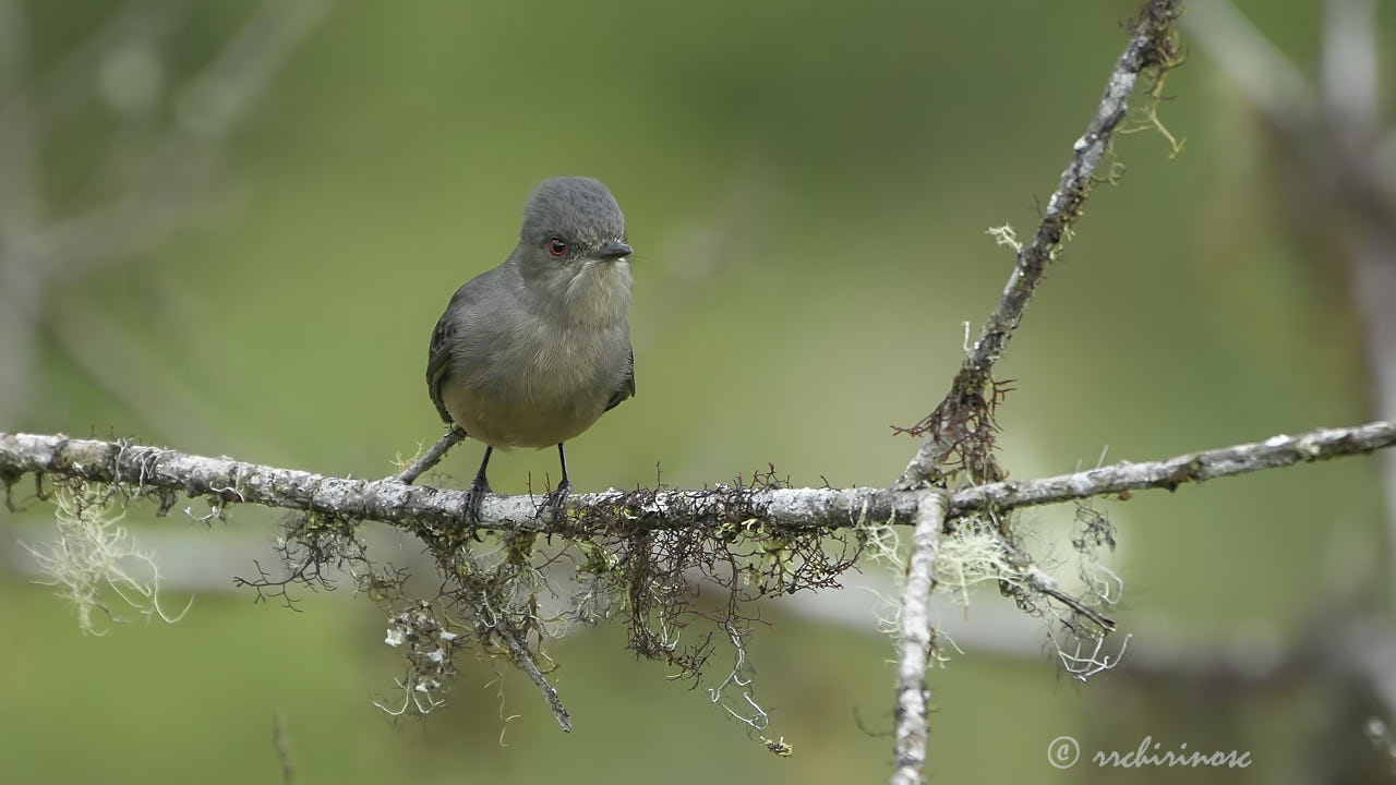 Rufous-tailed tyrant