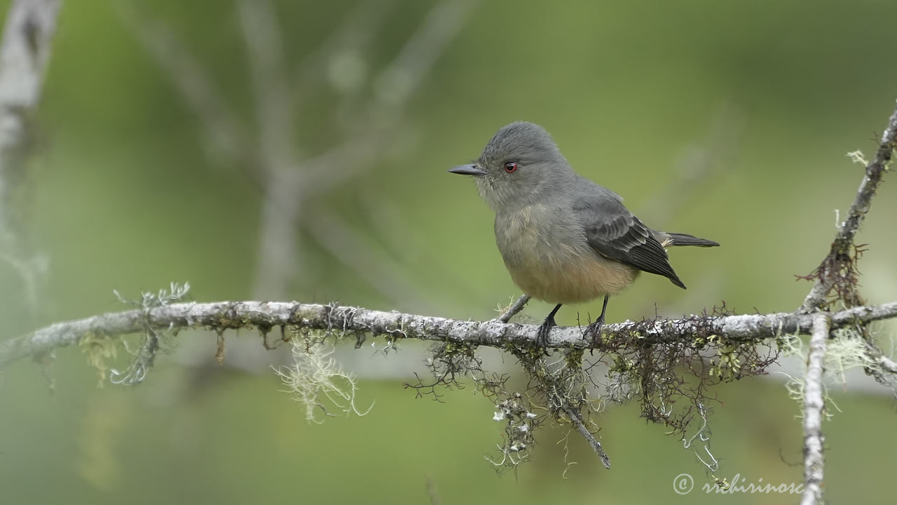 Rufous-tailed tyrant