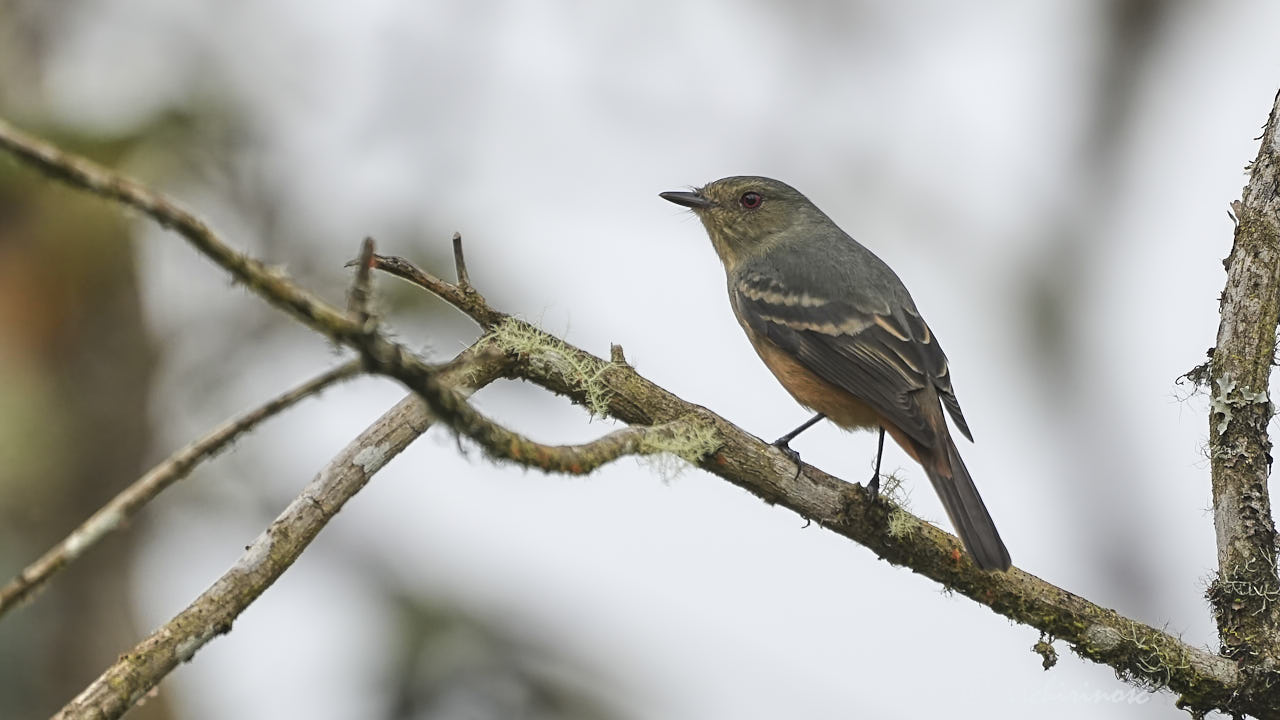Rufous-tailed tyrant