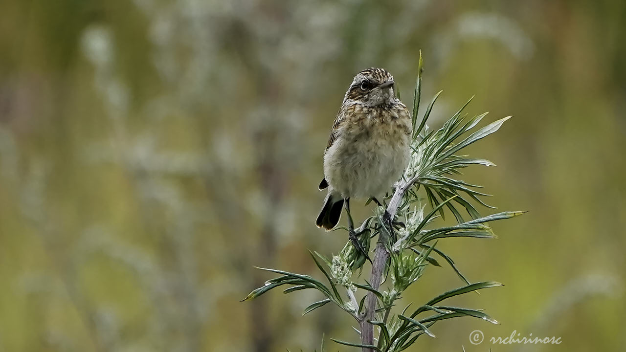 Whinchat