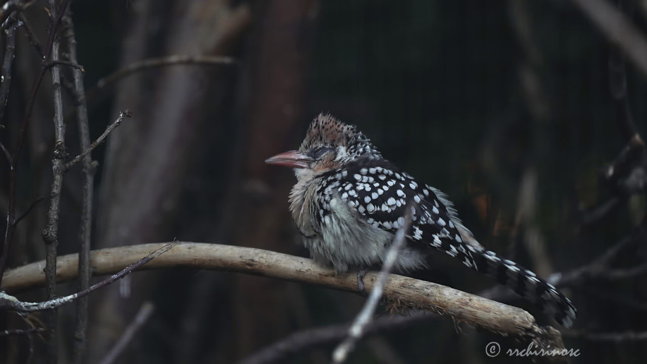 Red-and-yellow barbet